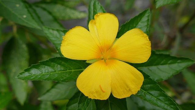 G46756bbe3119c44c19542efe420c28a90b4309db239ca2847796cf78ea4bf5aa89b050bef591fe6b66a469668d3b822415ac017e11574c39289d3901d434c50c 640